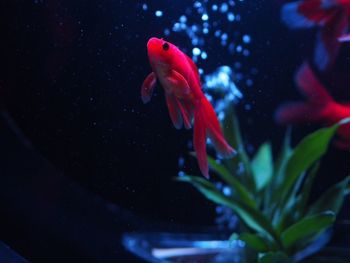 Close-up of fish swimming in aquarium