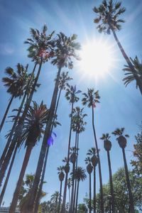 Low angle view of palm trees against bright sun