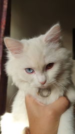 Close-up of hand holding cat