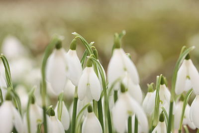 Close-up of flower plant