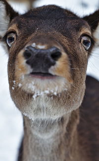 Close-up portrait of deer