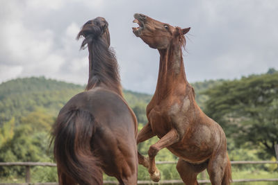 Horses on field against sky