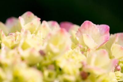 Close-up of pink flowers
