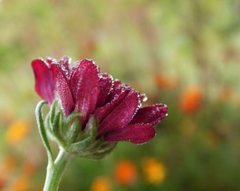 Close-up of red flower