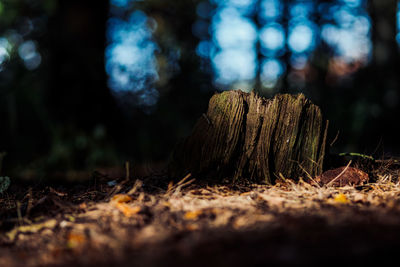 Close-up of tree stump in forest