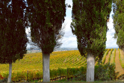 Trees growing on field during autumn