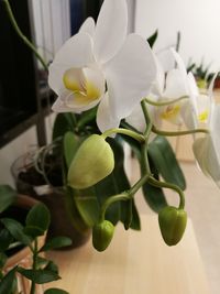 Close-up of white flowers