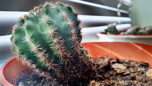 Close-up of cactus plant