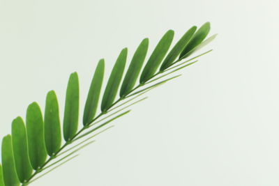 Close-up of plant against white background