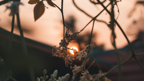 Close-up of fire on log during sunset