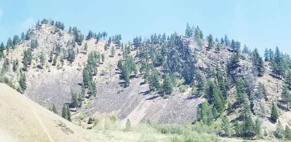 Panoramic view of pine trees against sky during winter