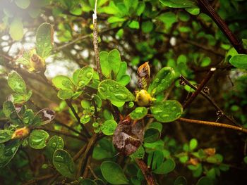 Close-up of green fruit on tree