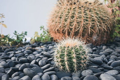 Close-up of cactus plant growing on rocks