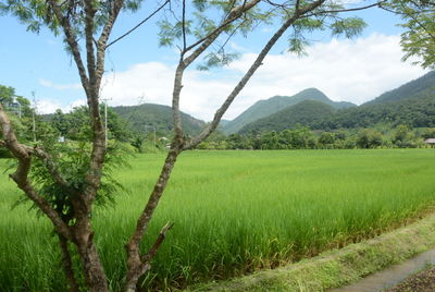 Scenic view of agricultural field against sky