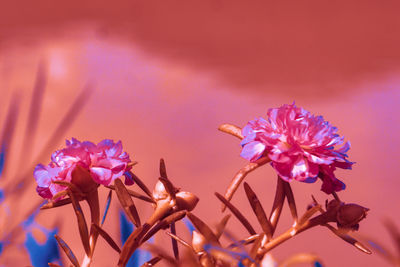 Close-up of pink flowering plant