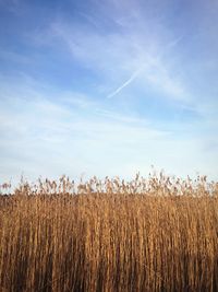 Dry grass on field against sky