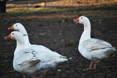 Geese with love