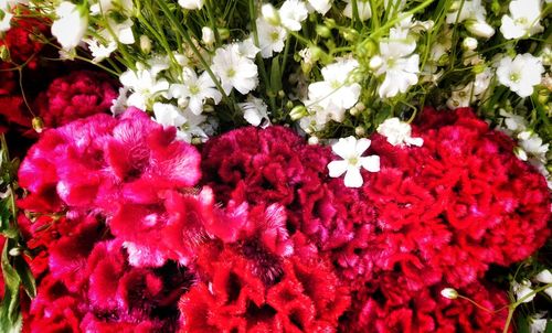 Close-up of red flowers blooming outdoors