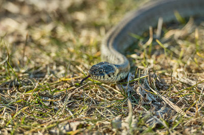Close-up of grass snake on land