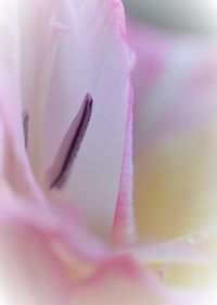 Macro shot of pink rose flower