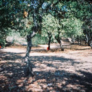 Rear view of a woman in forest