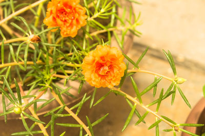 Close-up of flowers