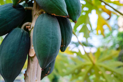 Close-up of fruits growing on tree