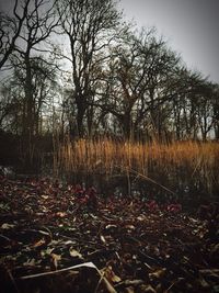 Trees on field