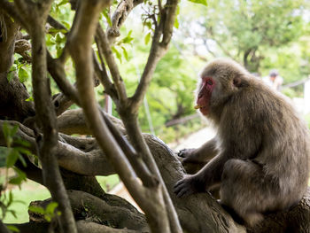 Close-up of monkey sitting on tree in forest