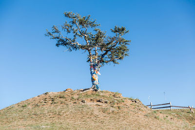 Low angle view of plant against clear blue sky