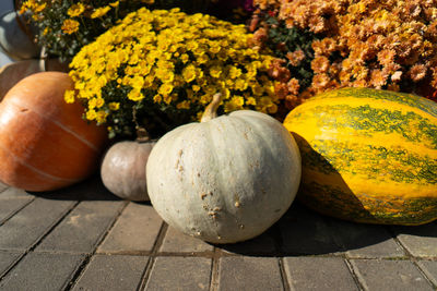 Pumpkins with autumn flowers, pumpkin patch at farm