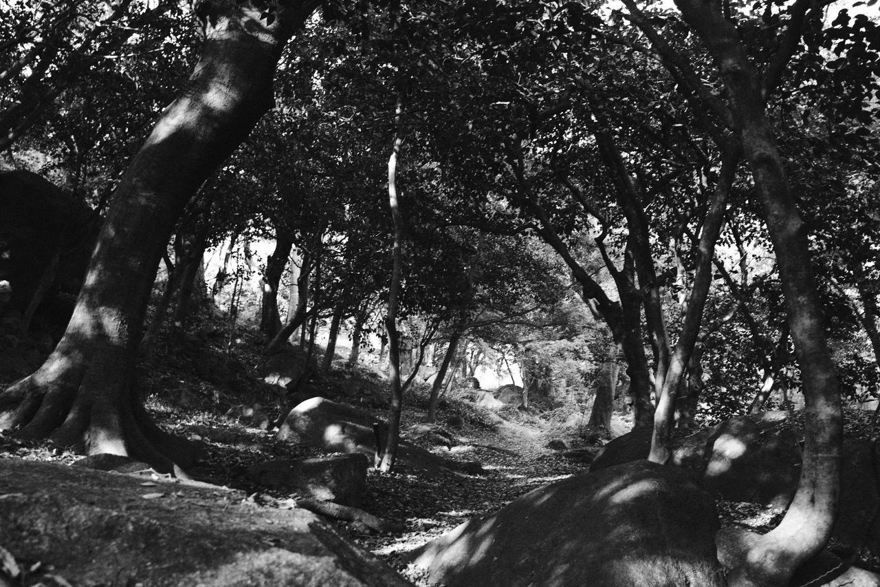 tree, plant, black and white, monochrome photography, nature, monochrome, growth, tree trunk, land, trunk, branch, day, forest, tranquility, no people, beauty in nature, outdoors, sunlight, woodland, black, non-urban scene, tranquil scene, environment, scenics - nature