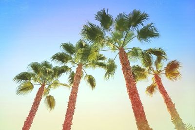 Low angle view of palm trees against blue sky