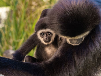 Portrait of monkey