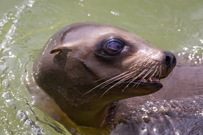 Close-up of seal in sea