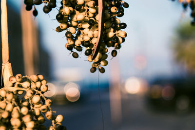 Dates or olives growing on a branch near a road in the city