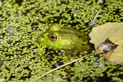 Close-up of a frog in lily pads on a sunny day 