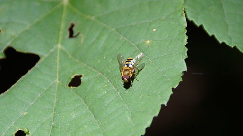 Close-up of insect on leaf