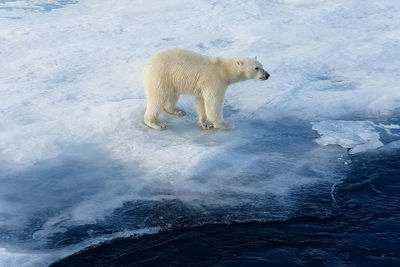 Polar bear standing on frozen lake