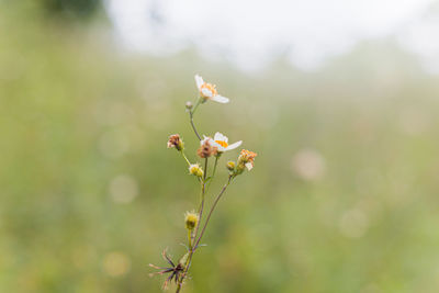 Close-up of insect on flower