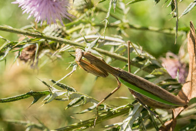 Close-up of insect on plant