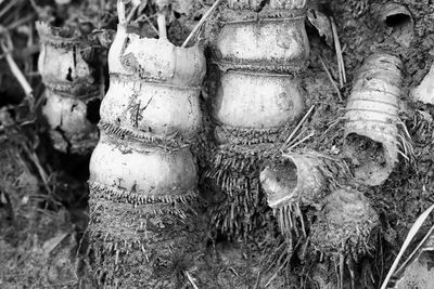 Close-up of damaged tree trunk in field