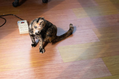 High angle view of a cat on wooden floor