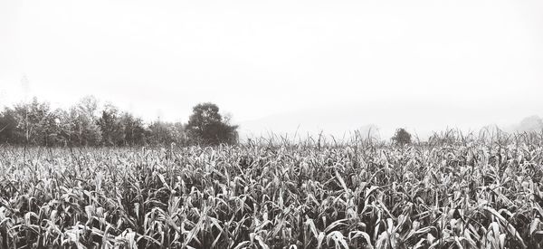 Crops growing on field against clear sky