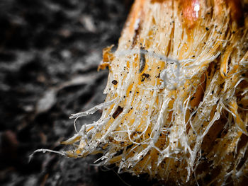 Close-up of mushroom growing on plant