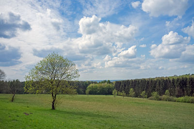 Scenic view of field against sky