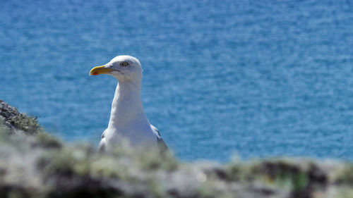 Close-up of bird against sea