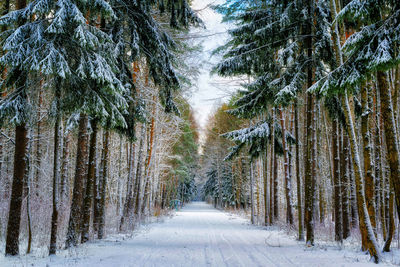 Road amidst trees in forest during winter