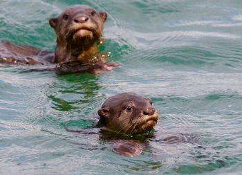 Portrait of otters swimming in sea