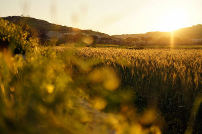 Scenic view of wheat field against sky during sunset